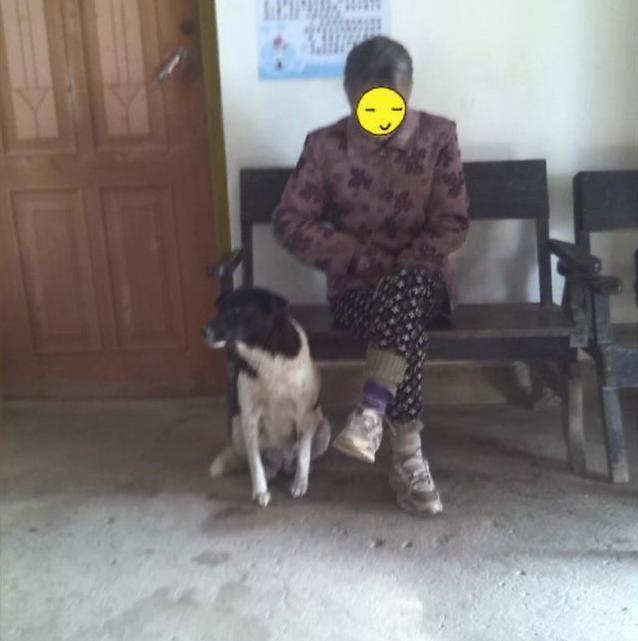 忠心土狗, 发现主人生病, 寸步不离!