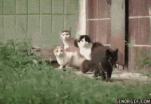 猫咪看见对面有老鼠, 毫不犹豫就冲过去可最后这结局是怎么回事?