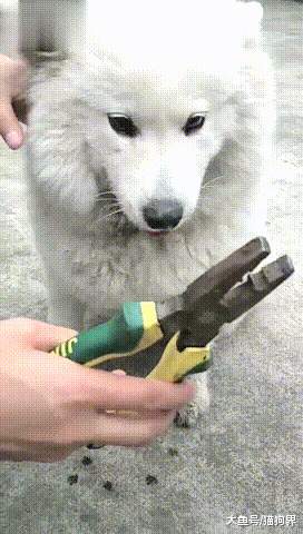 狗子吃肉被骨头塞牙, 自己抠不出来, 主人: 我有铁钳子, 你用不用