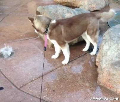 哈士奇的记忆一定只有三秒, 前一秒刚喷的水, 后一秒就坐下去了!