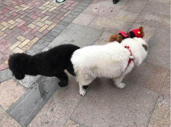 两只泰迪狗狗约好地方准备配种, 没曾想, 半路杀出来一个萨摩耶