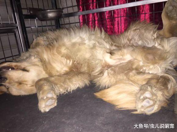 金毛跑到外面去乱叼东西, 网友: 囚禁大牢, 等候处置!