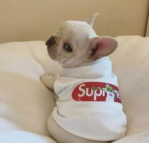 新手不知道如何选狗? 最适合新手养的10大狗狗, 老狗奴呕心推荐!