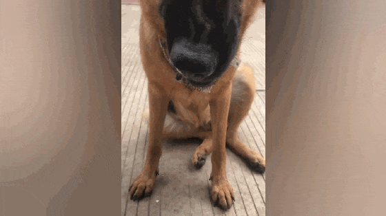 主人给狗吃橘子, 狗被酸得直咧嘴, 狗: 我的牙……