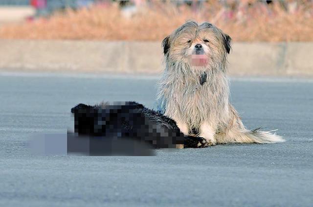 流浪狗偶遇车祸后倒在路旁, 伤重时被人救助, 恢复健康后拥有新家