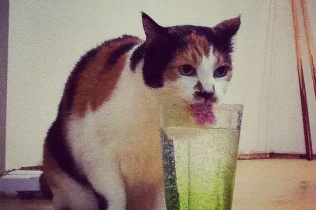 花式喝水, 我只服喵星人