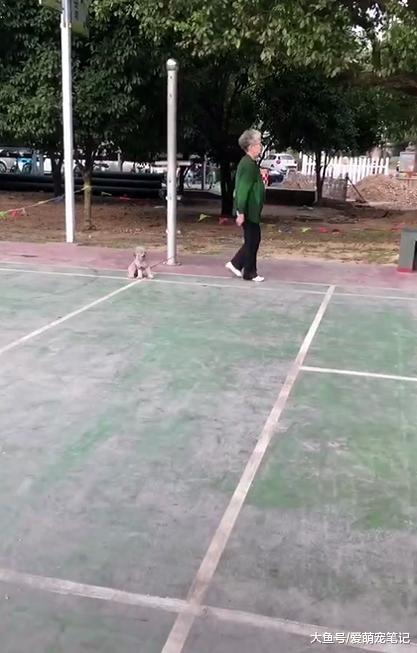 贵宾犬的腿被绳子卡住了, 老奶奶以为它不愿走使劲拽着, 好随性啊