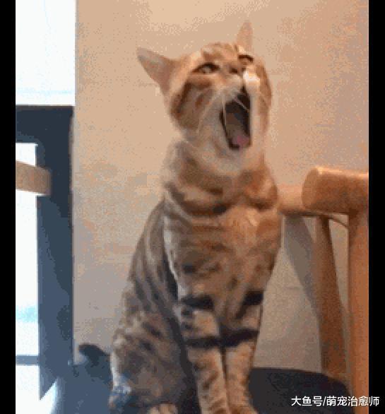 主人拍下了猫打哈欠的模样, 表情也太狰狞了, 看起来有点恐怖呢!