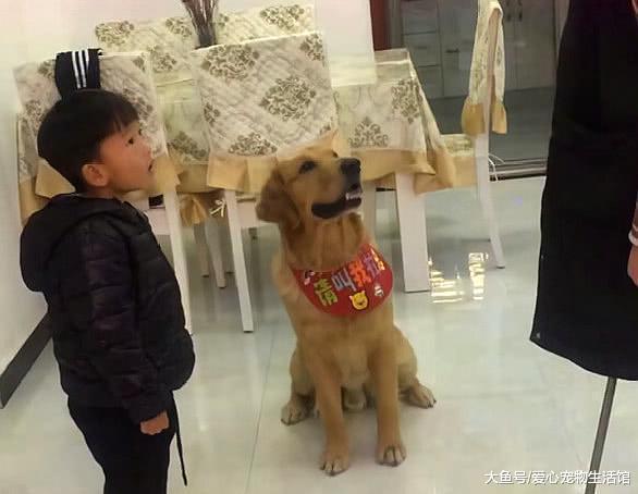 妈妈教训犯错的孩子, 金毛却护着不让打, 网友: 这金毛可真懂事