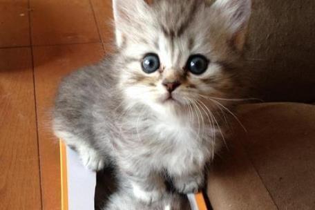 主人醒来发现床上多了几只小奶猫, 知道原因后, 给猫妈加了鸡腿