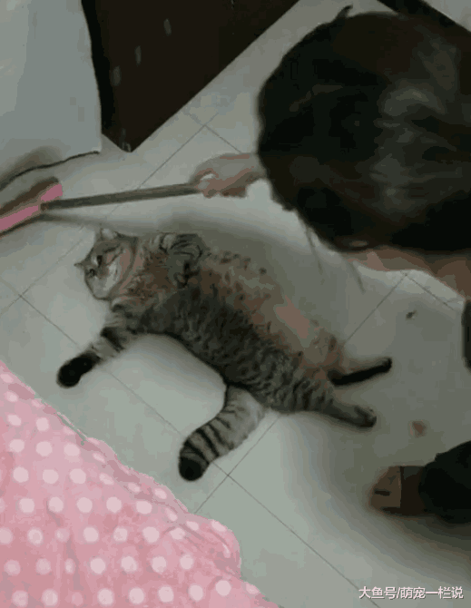 小主人做作业又被妈妈骂了, 妈妈为了监督小主人, 让猫咪盯着