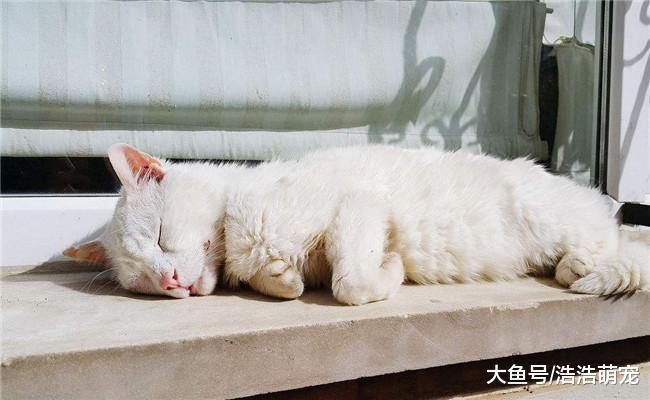 白猫被抛弃, 独自行走30多公里回家后, 宠主给它做了“安乐死”