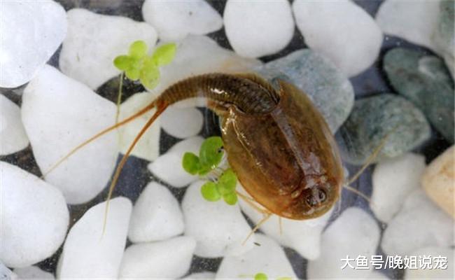 生活了3亿年的生物, 日本把它当宠物, 在中国却很凄惨