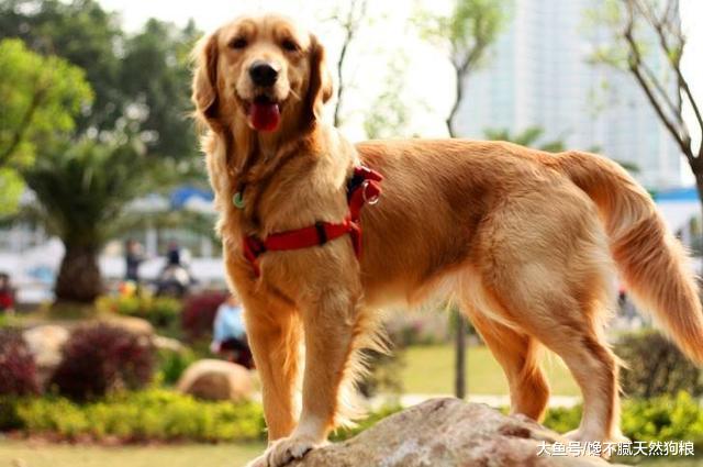 饲养金毛犬要知道的5件事, 如果接受不了, 还是别养的好!