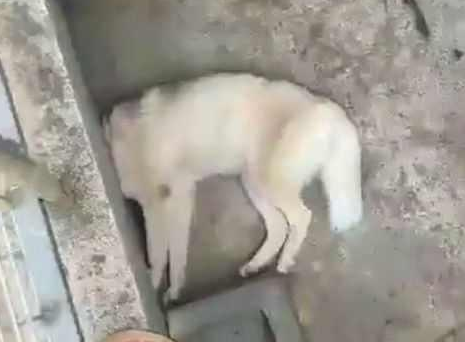 到了饭点还不见二哈, 没一会隔壁打来电话: 再不来, 狗头不保了喔