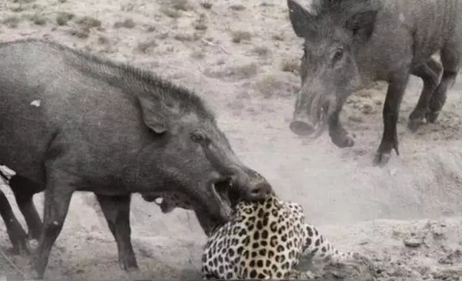 花豹狩猎野猪却遭遇反杀 野猪: 感谢豹兄千里送人头