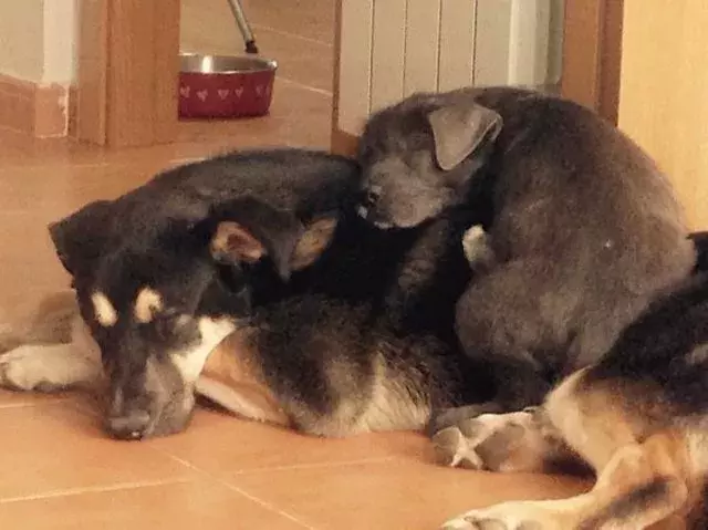 把其他狗狗当成枕头的狗狗, 多么的和谐友爱