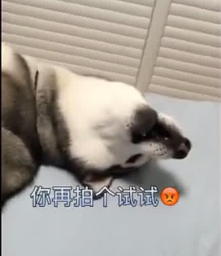 哈士奇赖在女主人床上不起来, 讲道理没用, 最后一脚搞定!