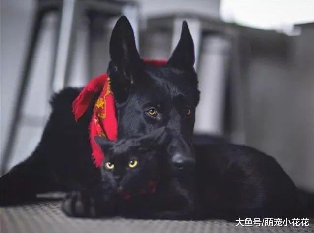 狗狗啃自己“尾巴”的5个意思, 它是在提醒你, 它生病了!