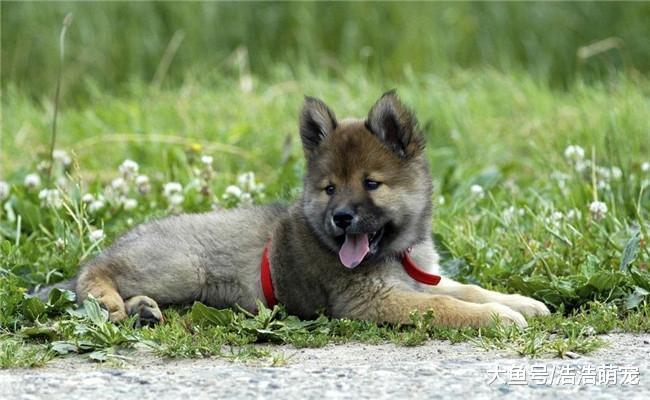 上班族养狗, 他们上班后家里的狗狗咋办? 有五种方法安排