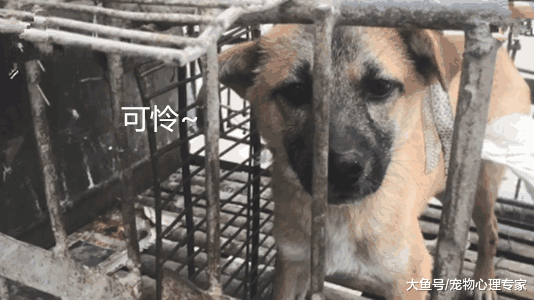 残忍! 为了多赚几十元, 狗贩竟给狗狂灌水增加重量