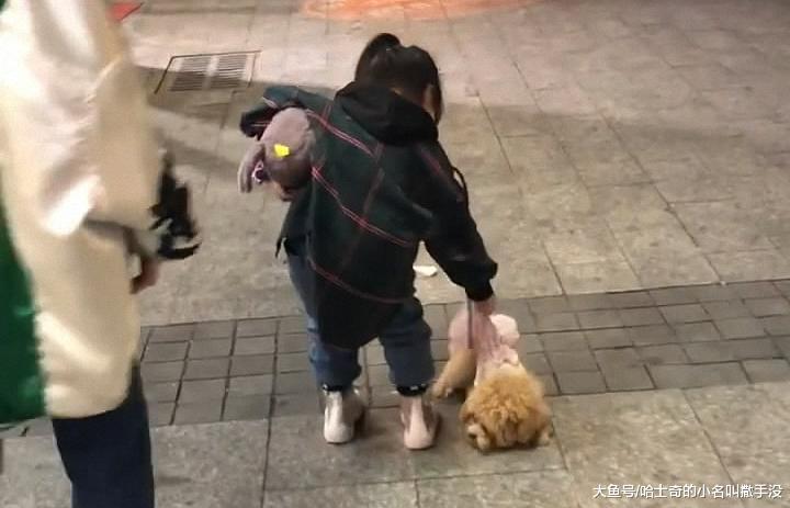 泰迪跟着小母狗跑了, 小主人很生气, 揪住狗尾巴就拎起来了