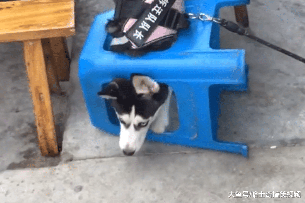 网友把二哈绑在门口, 结果才过一会, 再次看到它时笑翻了