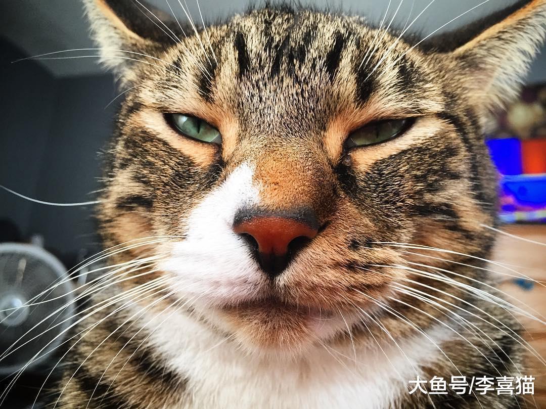 看看别人家乖巧的猫咪, 再看看自己家的小霸王, 这对比也太强烈了