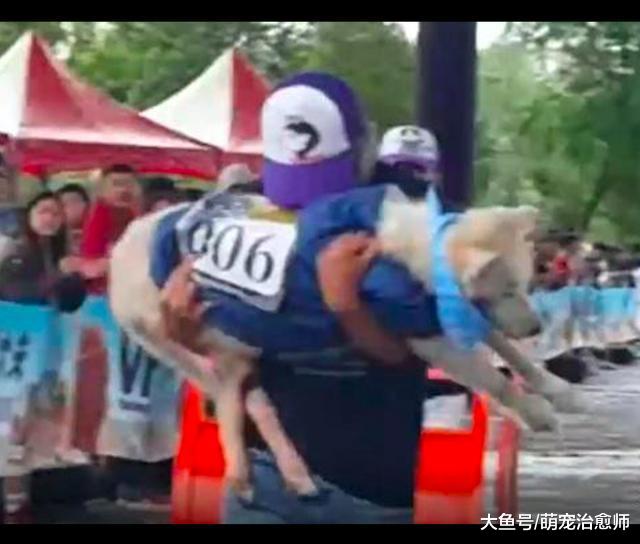 哈士奇被确诊淋巴癌后, 主人为了实现约定, 抱着它完成拉车比赛!
