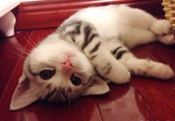 女生喜欢养猫不爱谈恋爱? 猫比男人更懂女人, 男生们好好看好好学