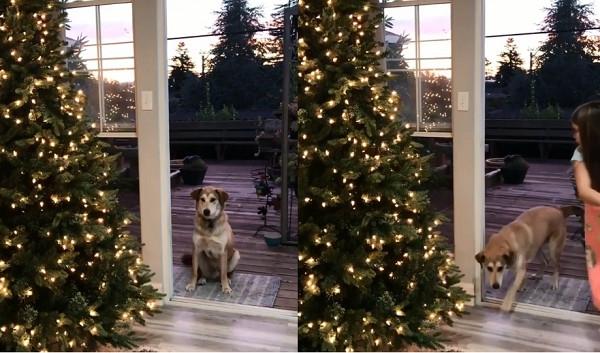 进不去啦! 胆小汪在庭院狂嘤, 非要小主人开空气门才敢进屋