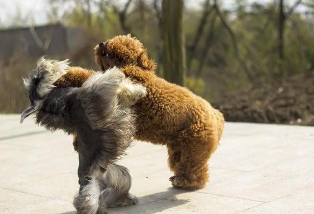 为啥不建议你养泰迪犬? 资深铲屎官: 看完这些分析再做决定