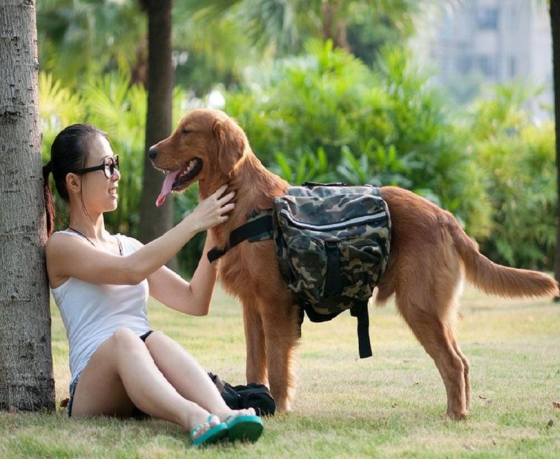 网上买活宠物运输很容易死亡, 遇到这个问题能咋办?