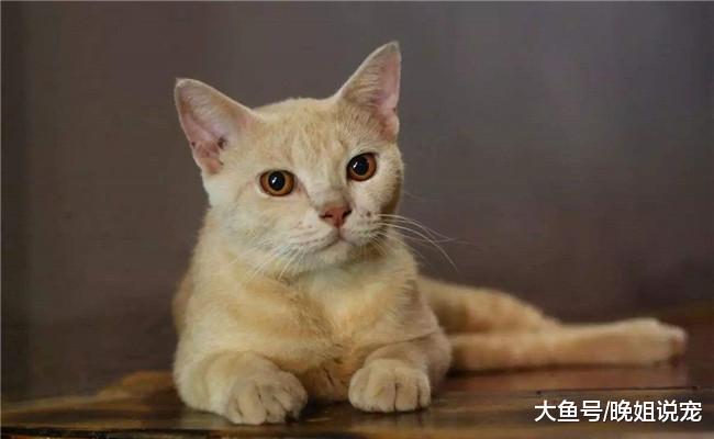 关于猫咪的6件事, 只有养猫3年以上的才知道, 你养猫几年了?