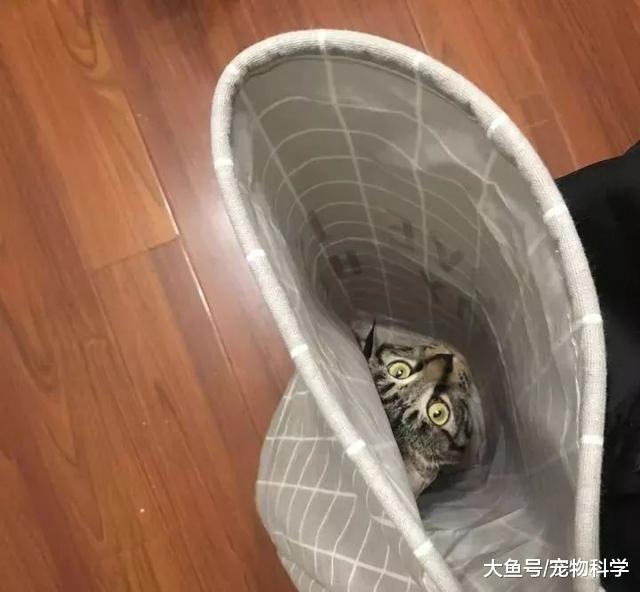 我家喵总是催我快点儿关灯睡觉