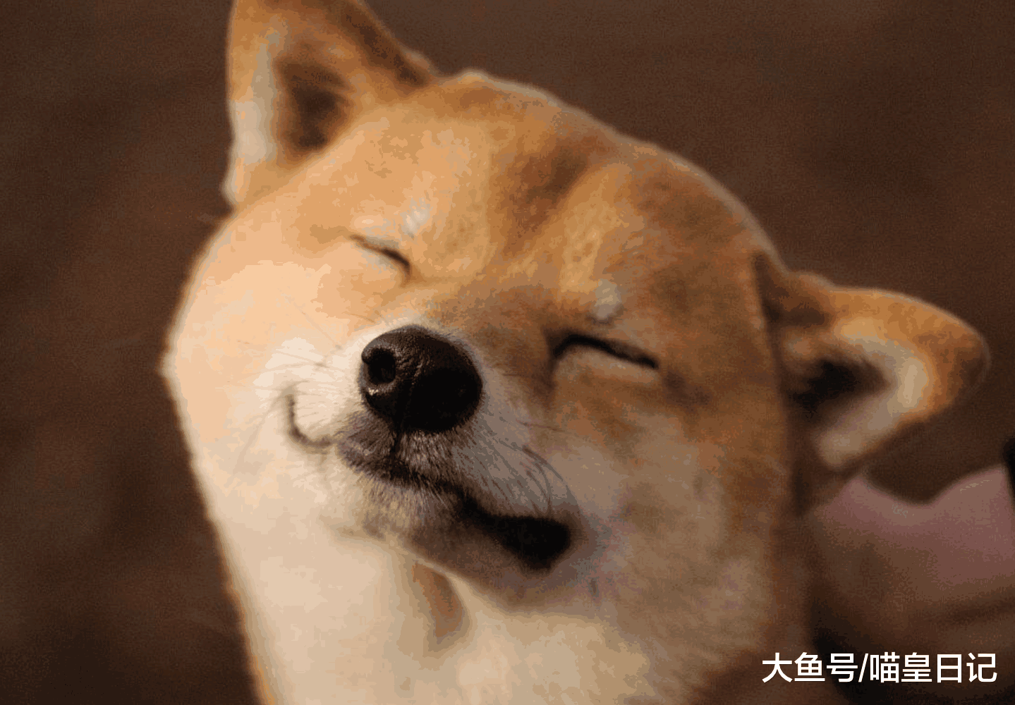 宠物医院去一次就要破产? 学会这四点, 在家给狗狗自己检查吧!