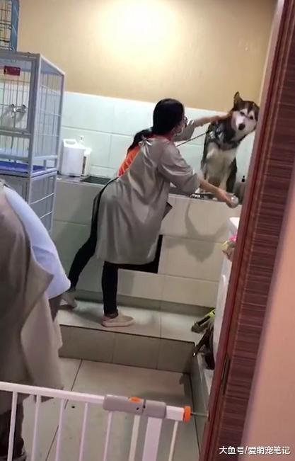 哈士奇不愿意洗头, 居然和老板打了起来, 二哈: 不要碰乱我的发型