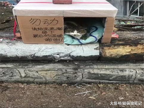 网友给流浪猫准备的猫窝, 经常被拾荒的捡走, 为此她想出了这一招