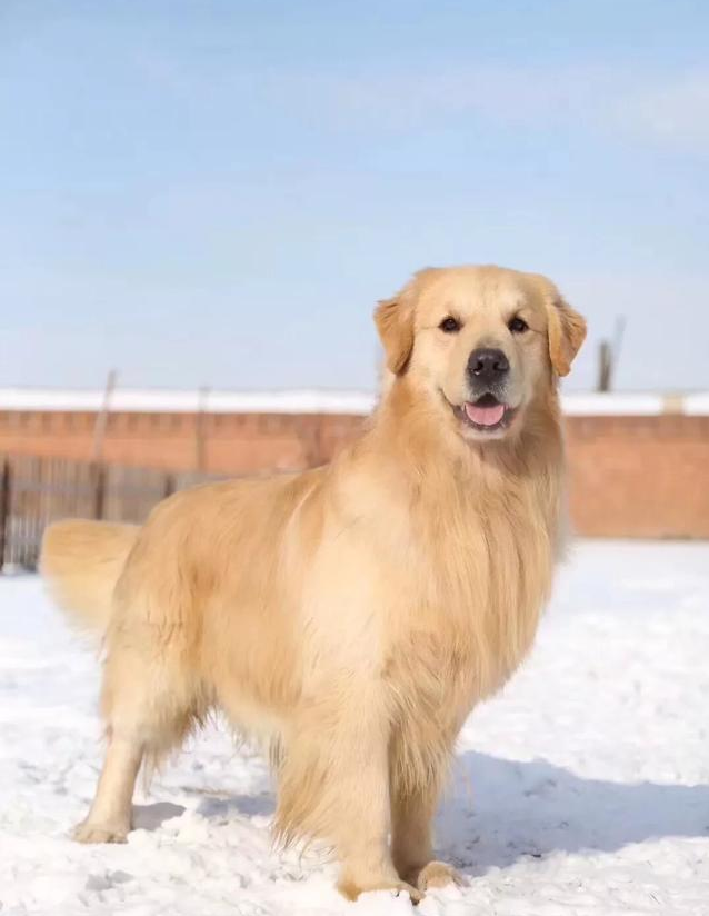 最适合作为家庭陪伴犬的金毛, 在饲养前你需要做哪些工作?