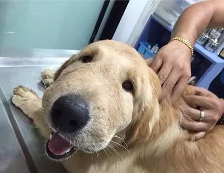 被蜜蜂叮到妈都不认得它的汪星人们