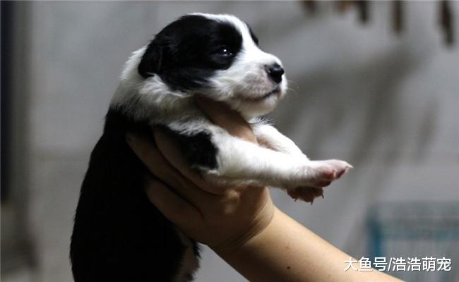 边牧为啥不喜欢和别的狗狗玩? 智商太高, 嫌弃别的狗狗笨