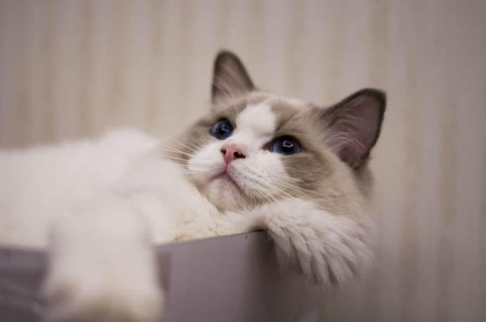 判断猫主子是否喜欢自己, 看它有没有这6个举动, 没有就需要努力