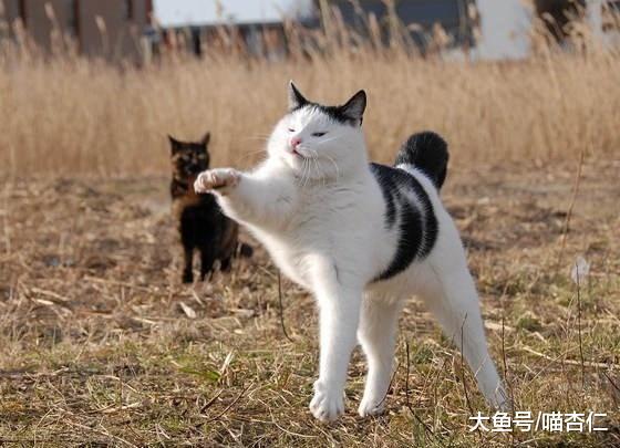 猫咪跟伙伴玩耍, 听到铲屎官喊它吃饭很高兴, 喵: 你家还没做饭吧