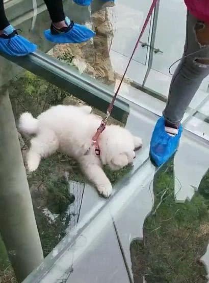 主人假期带奶狗去玻璃桥, 狗子一副生无可恋的模样: 求放过!