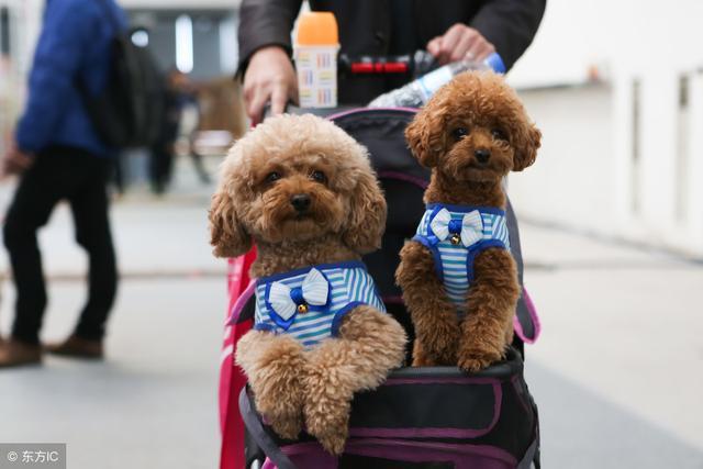 导致贵宾犬褪色的5个原因, 你了解吗?