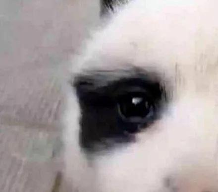 田园犬怀孕竟生下一只熊猫犬, 谁的锅?