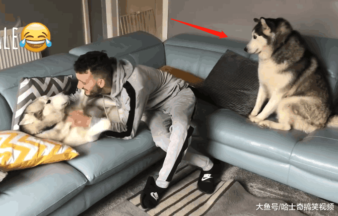 主人抱着“二胎”, 二哈的表情亮了, 网友: 女主人扎心了