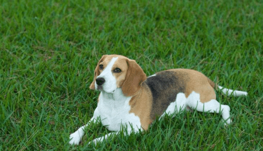 主人太不懂事, 酗酒还宿醉街头, 可狗狗不这样认为: 我得护着他!
