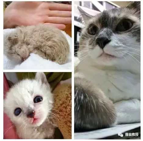 养一只橘猫有多惊喜? 网友捡了一只回家后就完全懂了