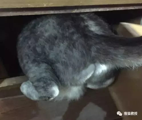 “美臀日”晒美臀, 这一大波猫屁屁, 看得我心动了